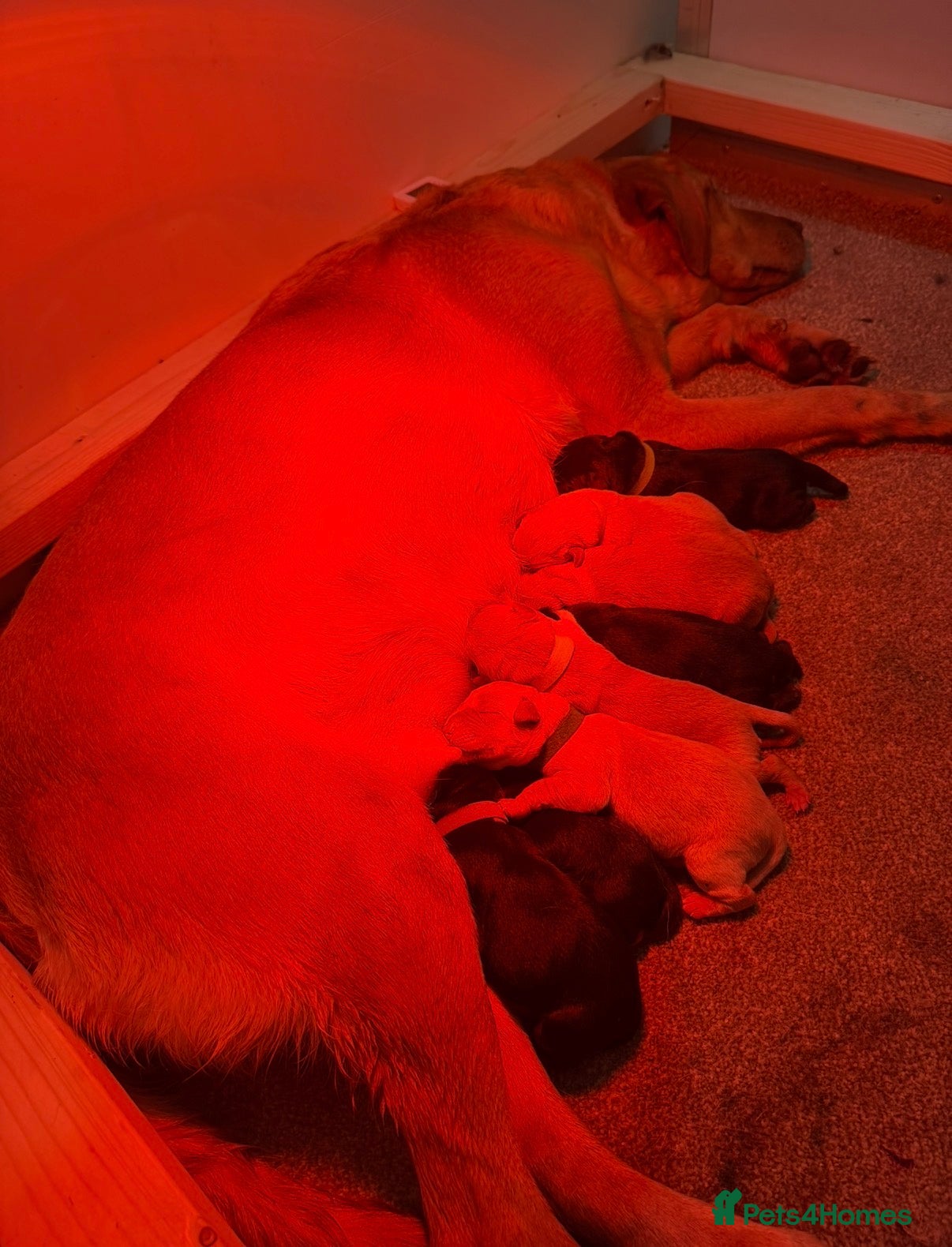 Labrador Retriever dogs Labrador Puppies - Advert 2