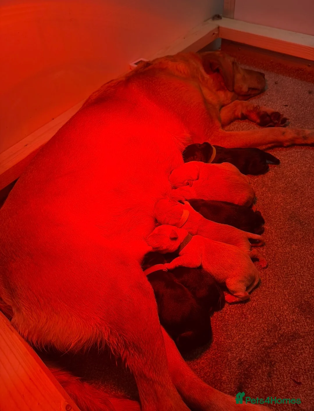 Labrador Retriever dogs for sale: Labrador Puppies - Advert 2