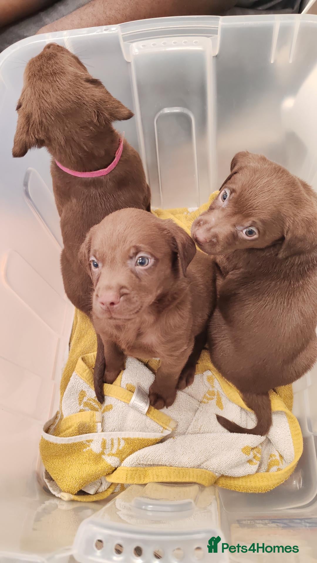 Labrador Retriever dogs for sale: Beautiful first litter of ten Labrador puppies  - Advert 22