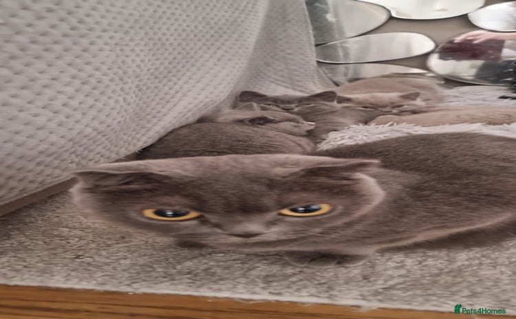 Scottish Fold cats - Advert 2
