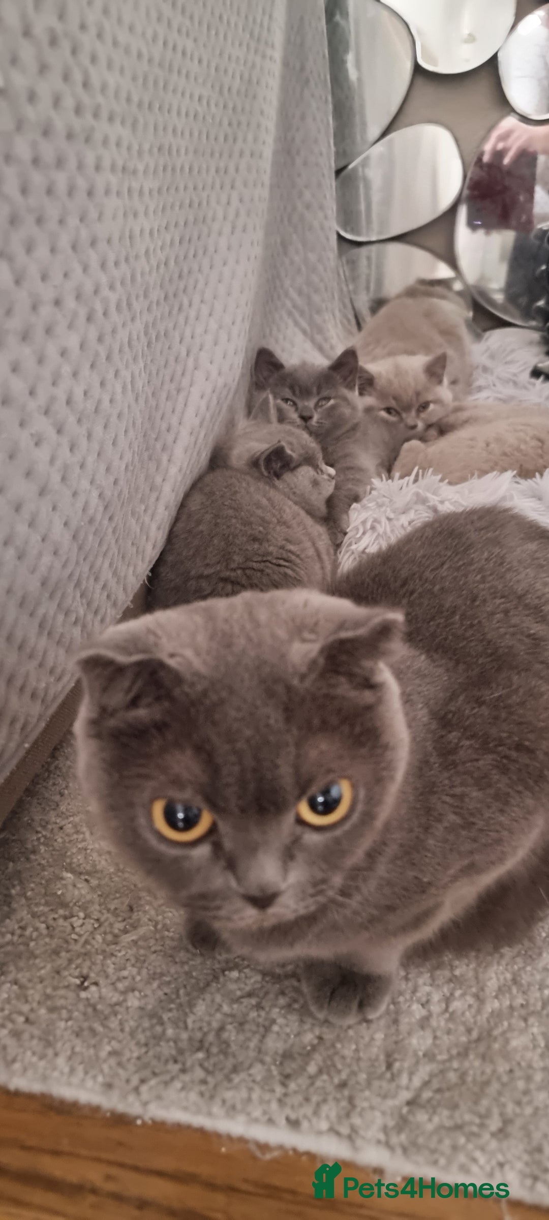Scottish Fold cats for sale: Ready for new home 😻 - Image 7