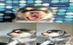 Pomsky dogs for sale: Beautiful husky marked Pomskies  - Image 28
