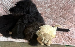 Mixed Breed dogs for sale: Stunning Labradoodles  - Image 3