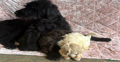 Mixed Breed dogs - Advert 2