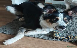 Border Collie dogs for sale: Gorgeous 8 months old border collie - Image 3