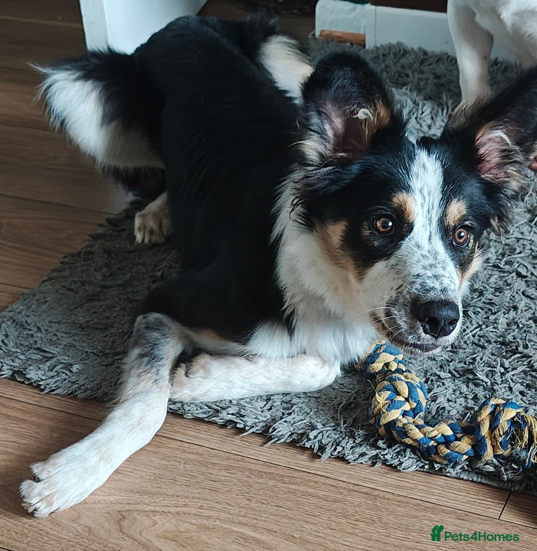 Border Collie dogs for sale: Gorgeous 8 months old border collie - Image 3