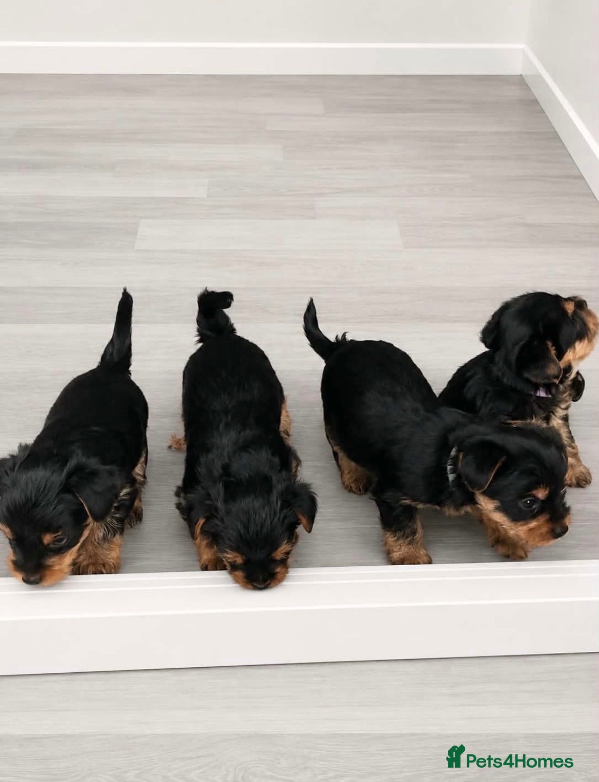 Yorkshire Terrier dogs Yorkshire Terrier puppies 🐶  - Advert 2