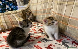 Mixed Breed cats for sale: Male tabby and Calico female  - Advert 10