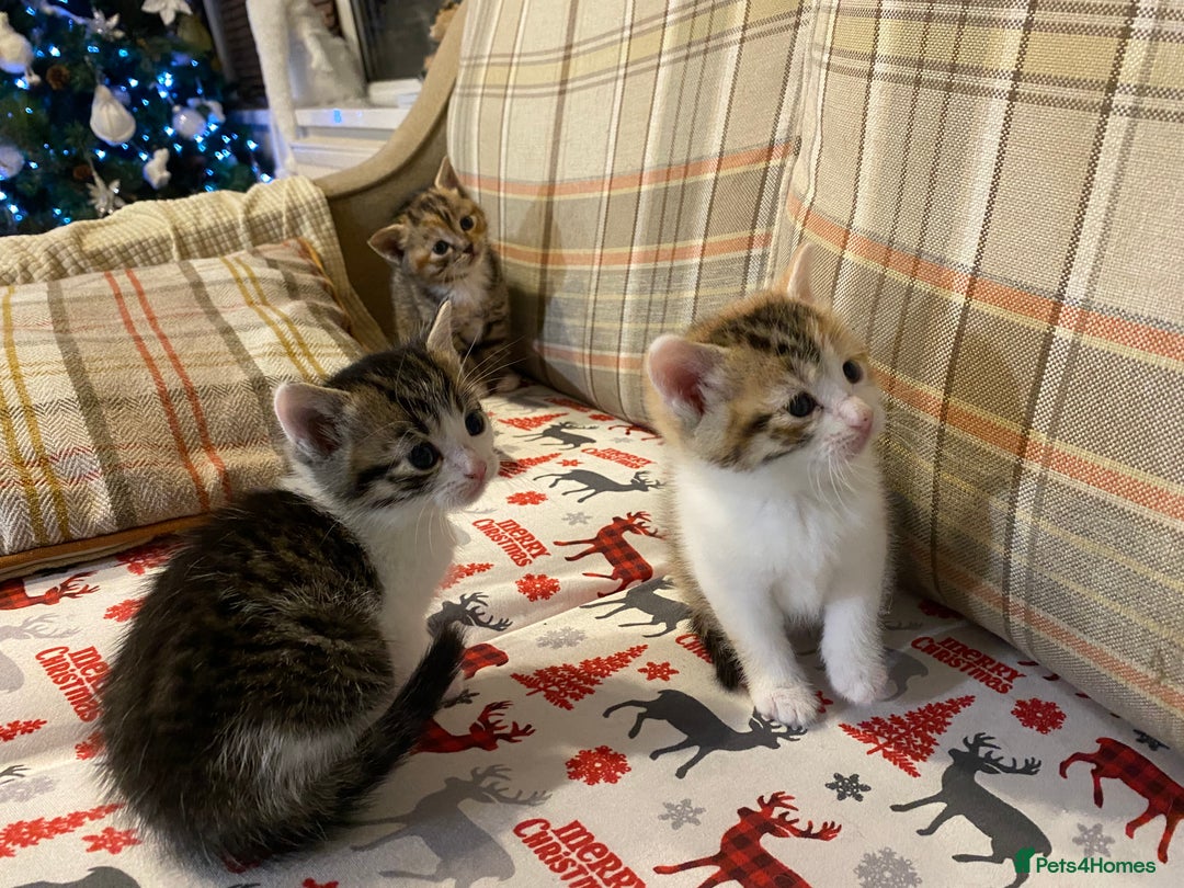 Mixed Breed cats for sale: Male tabby and Calico female  - Advert 10