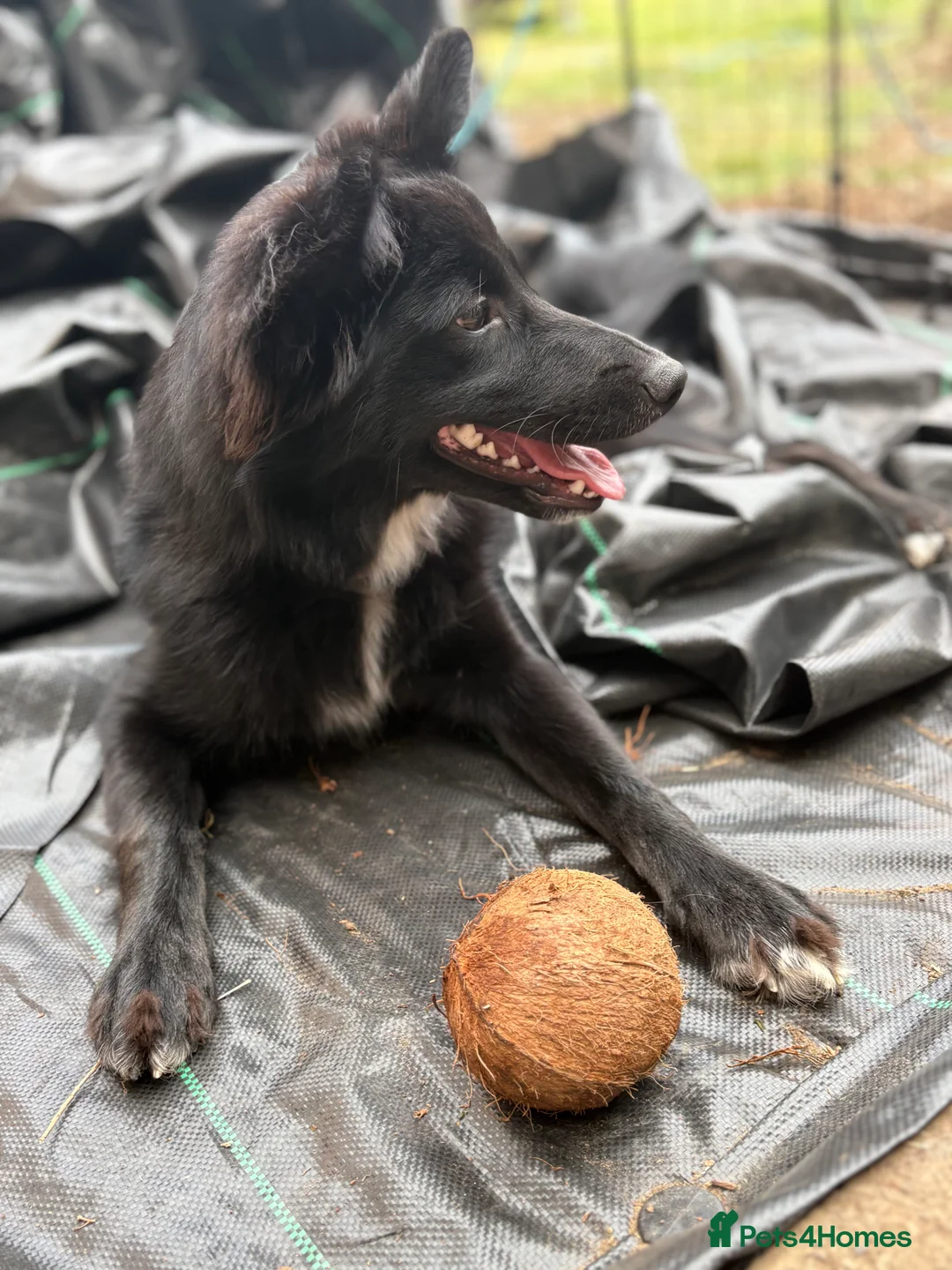 Mixed Breed dogs for sale: Beautiful girl  - Advert 3