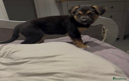 Mixed Breed dogs for sale: Belgian malinois x Anatolian shepherd mix pups 🐶  - Image 23