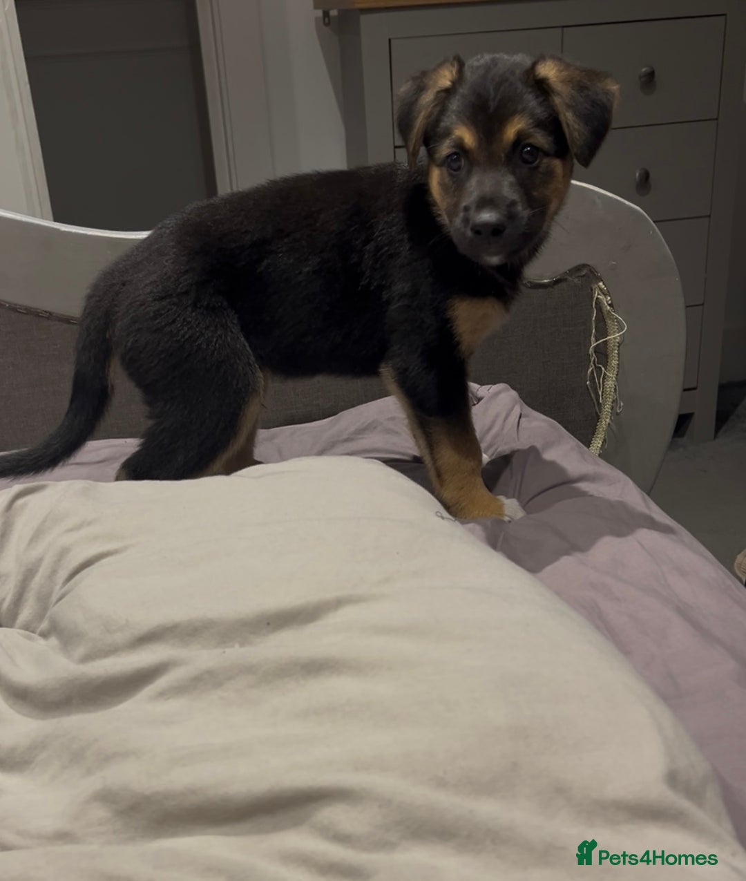 Mixed Breed dogs for sale: Belgian malinois x Anatolian shepherd mix pups 🐶  - Image 23
