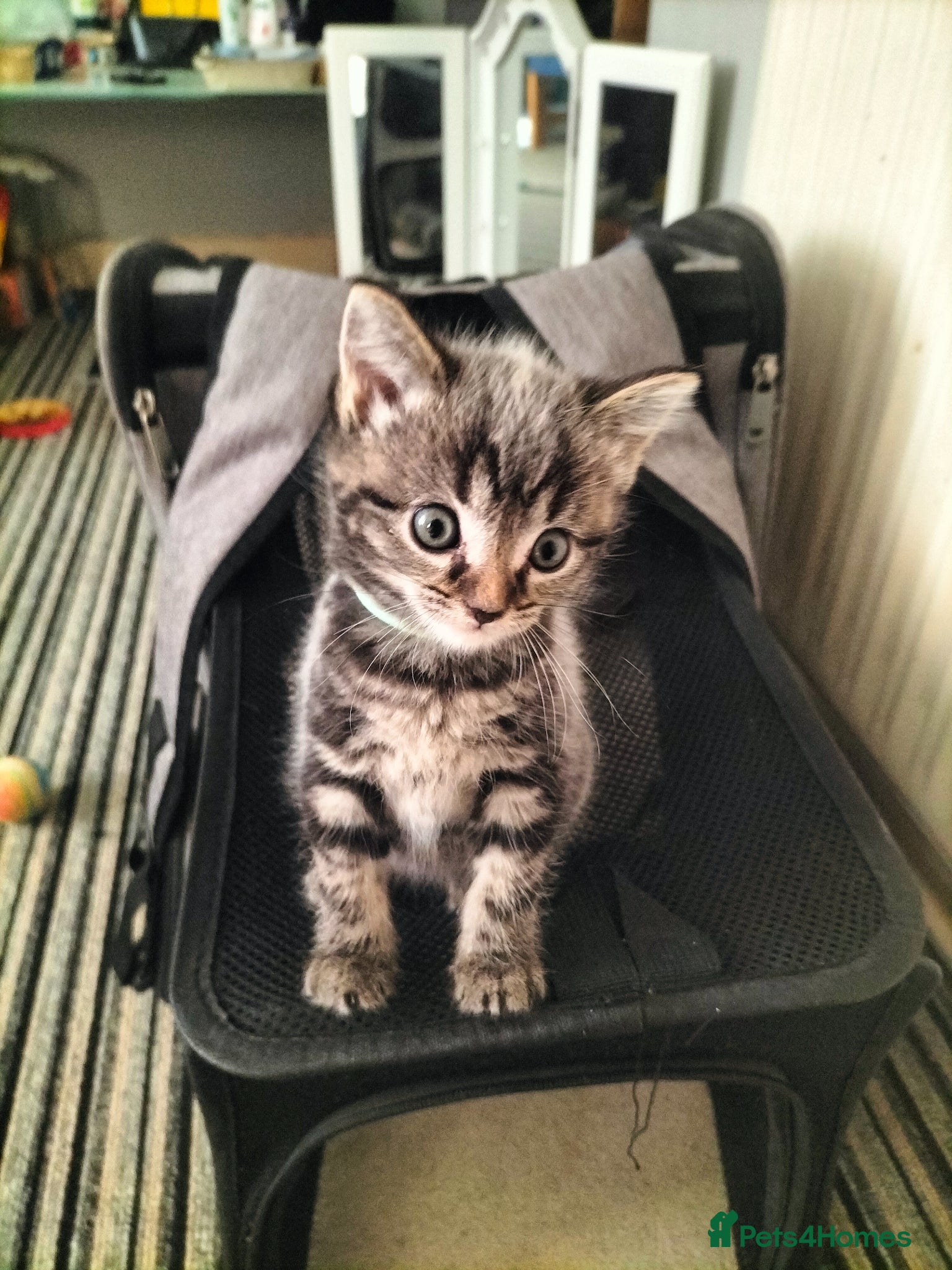 Mixed Breed cats 4 Beautiful fluffy sliver tabby kittens for sale - Advert 17