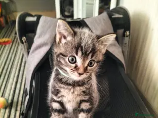 Mixed Breed cats 4 Beautiful fluffy sliver tabby kittens for sale - Advert 17