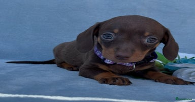Miniature Dachshund dogs - Advert 5