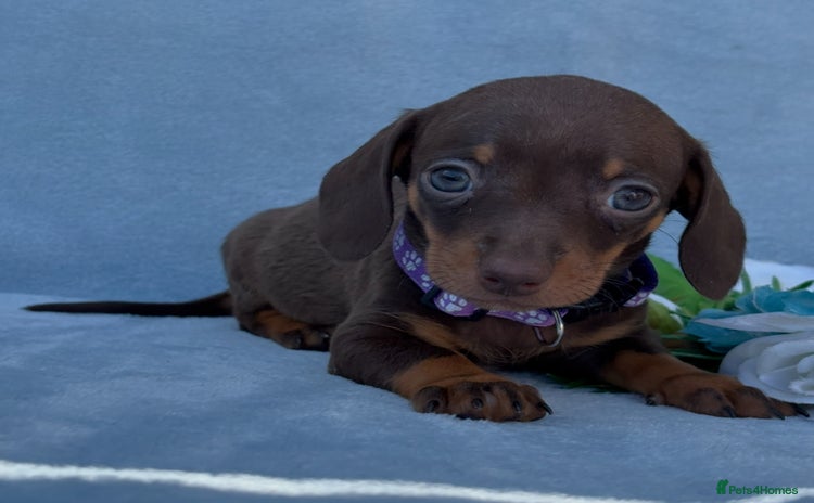 Miniature Dachshund dogs - Advert 3
