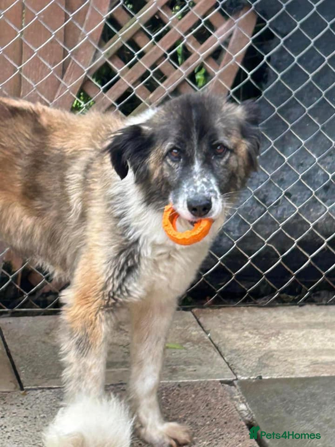 Mixed Breed dogs for adoption: Hilda - Norwich Norfolk  - Image 13