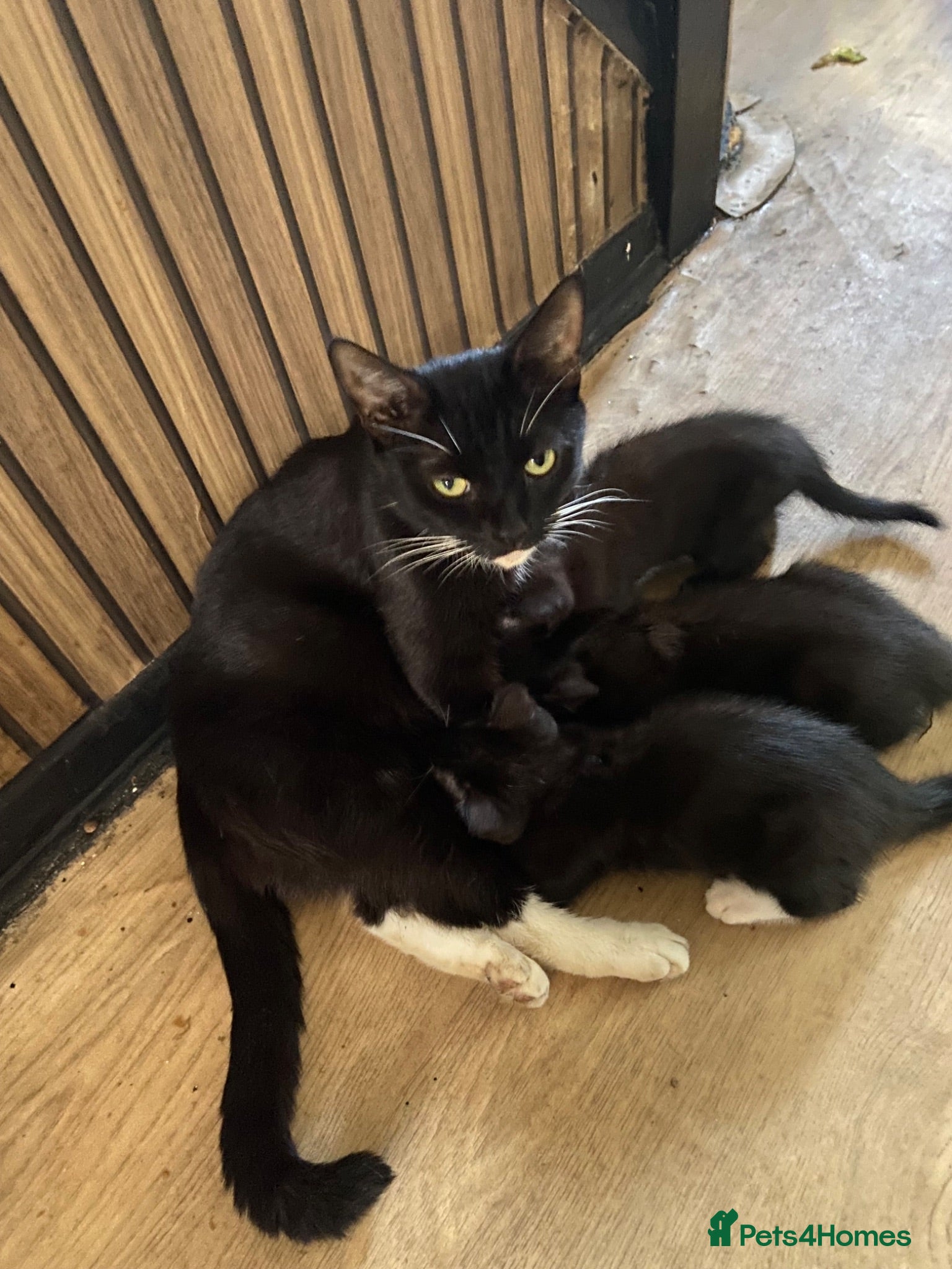Scottish Fold cats Scottish fold cross x kittens for sale  - Advert 3