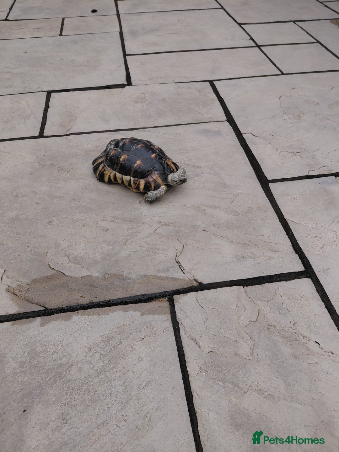 Tortoise reptiles for sale:  Marginated   tortoise  - Advert 5