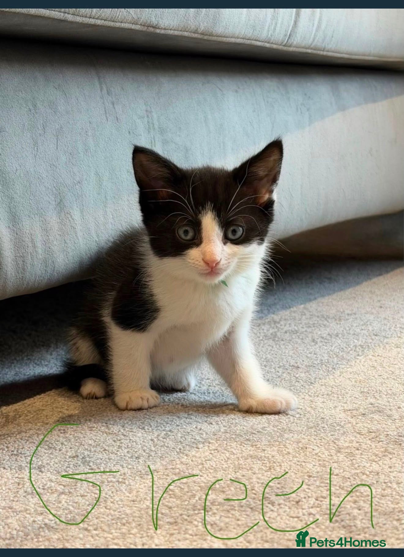Mixed Breed cats Beautiful Mixed Breed Tuxedos!!  - Advert 1