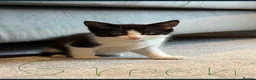 Mixed Breed cats for sale: Beautiful Mixed Breed Tuxedos!!  - Advert 1
