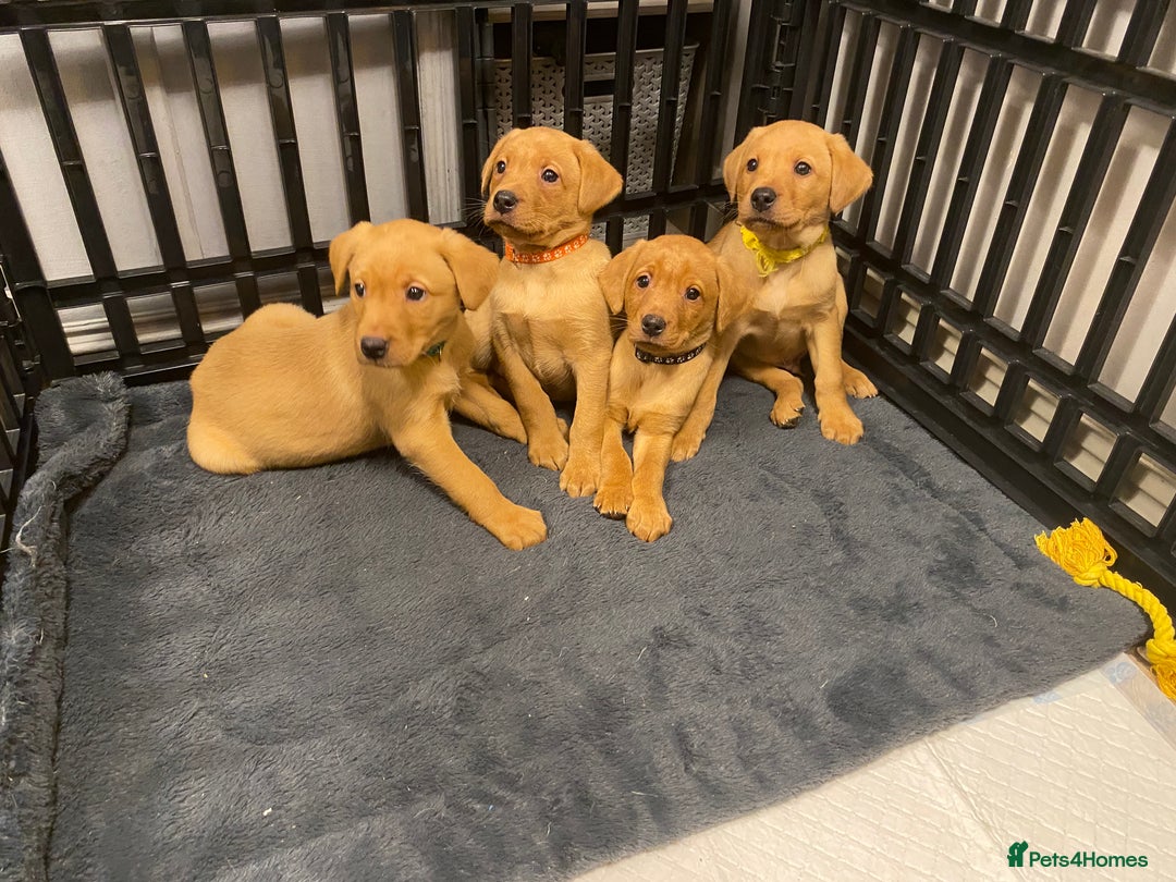 Labrador Retriever dogs for sale: KC Registered Labrador Male Pups READY NOW  - Advert 9