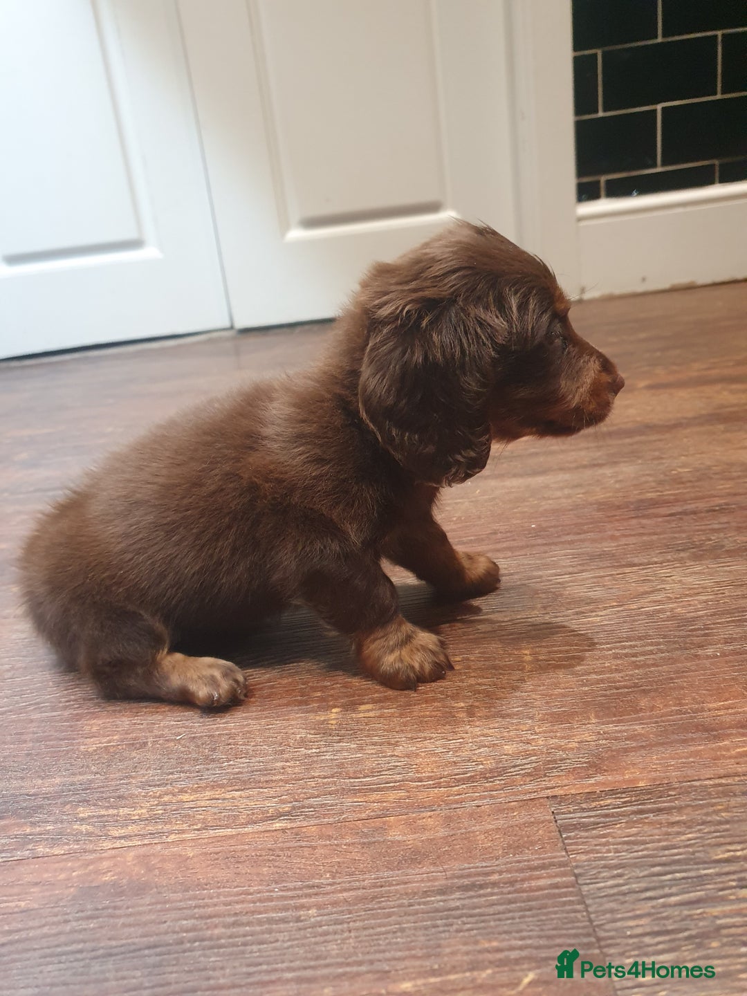 Dachshund dogs for sale: Long haired daschund puppies £1250 2 brown boys - Advert 3