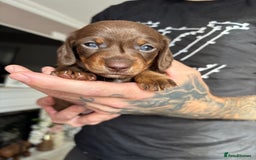 Miniature Dachshund dogs for sale: FOR SALE *Miniature dachshund puppies*  - Image 6
