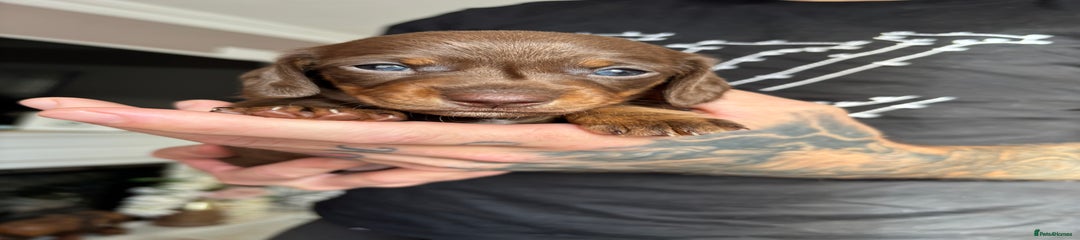 Miniature Dachshund Puppy 2