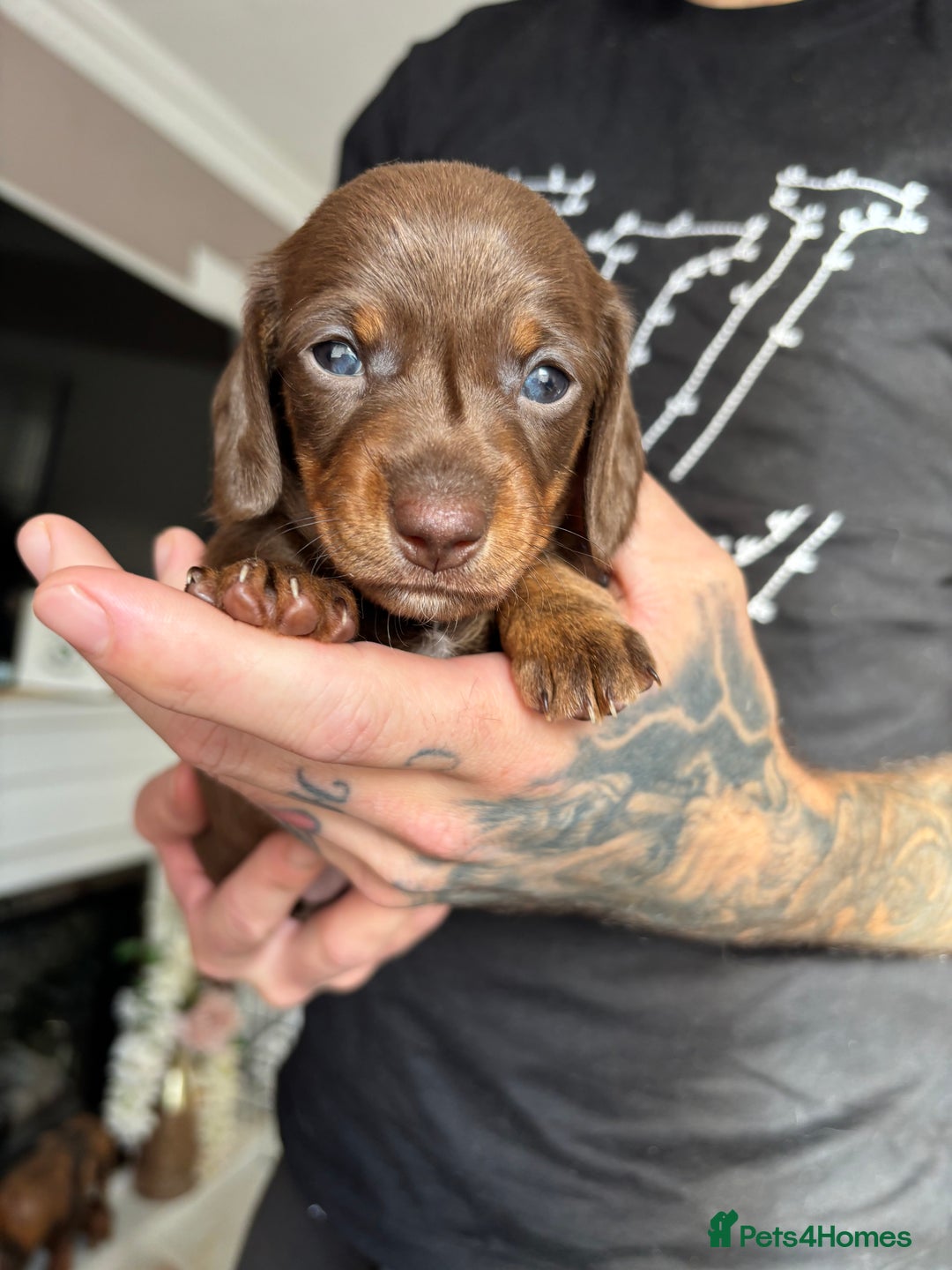Miniature Dachshund dogs for sale: FOR SALE *Miniature dachshund puppies*  - Image 6