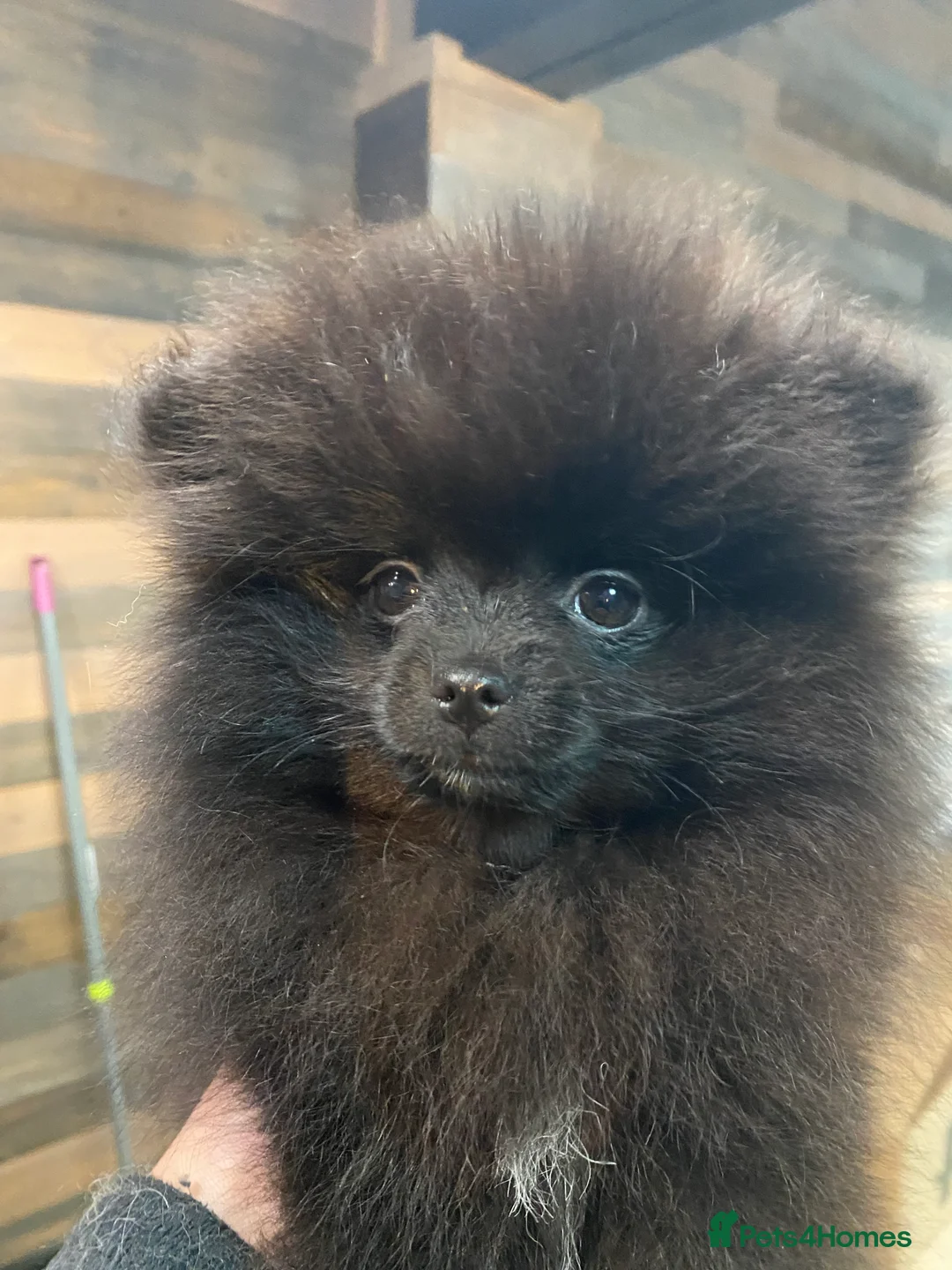 Pomeranian dogs for sale: Adorable fluffy pom puppies - Advert 12