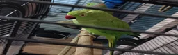 Ringnecks birds for sale: Pair of Indian ringnecks  - Advert 6