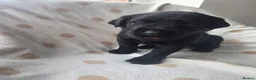 Labrador Retriever dogs for sale: Beautiful labrador puppies  - Advert 14