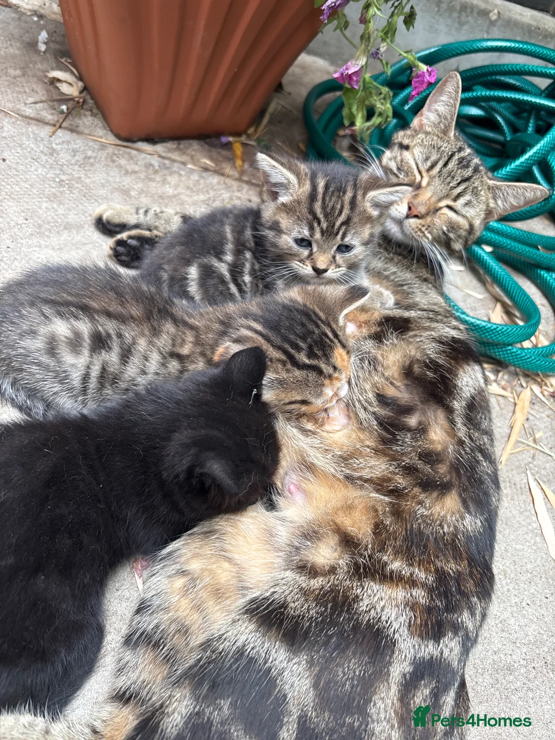 Bengal cats for sale: 4 Beautiful Kittens Looking for a Home - Advert 2