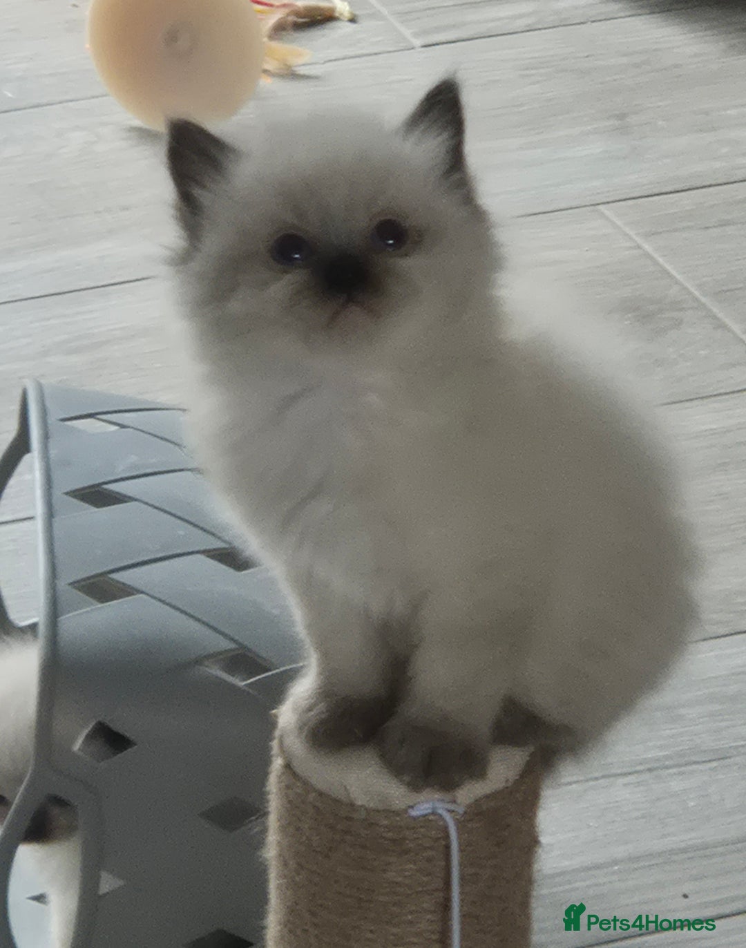 Ragdoll cats for sale: Ragdoll kittens - Image 6
