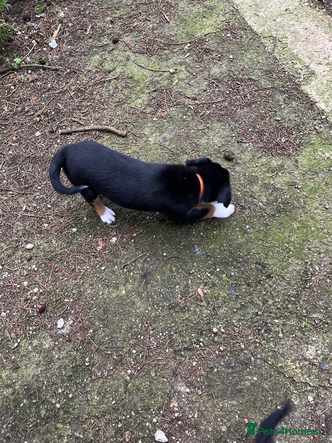 Mixed Breed dogs for sale: Collie x huntaway - Image 14