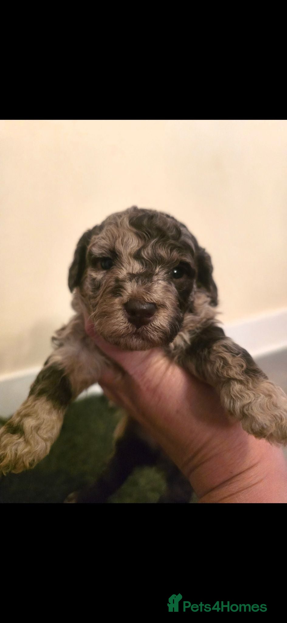 Cockapoo dogs Beautiful F1b Minature Cockapoos - Advert 2