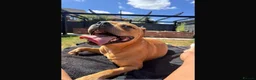Staffordshire Bull Terrier dogs for sale: RED perfect chunky Staffy puppies in Grimsby - Advert 5