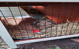 Mini Lop rabbits for sale: Mini lops for sale  - Image 2