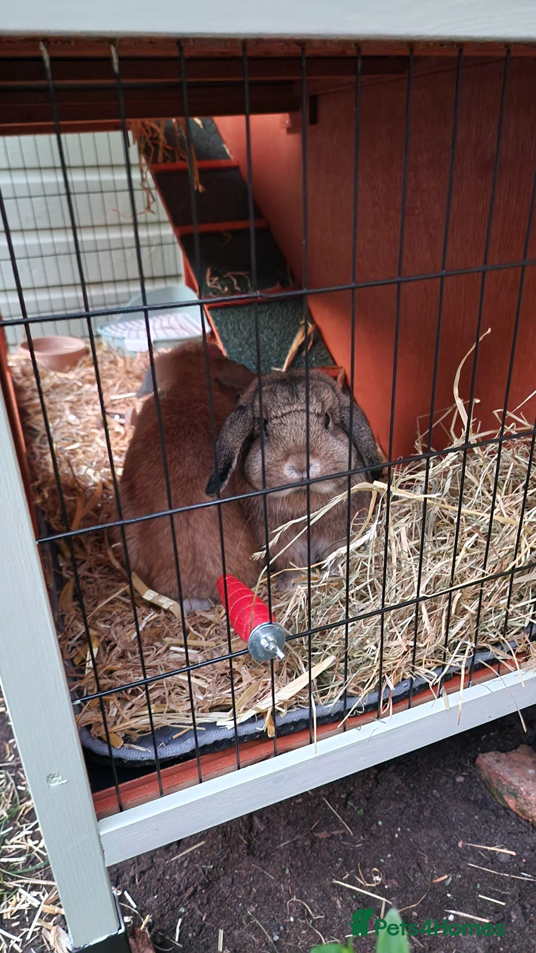 Mini Lop rabbits for sale: Mini lops for sale  - Advert 2