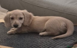 Miniature Dachshund dogs for sale: Miniature dachshunds Long haired cream KC reg  - Image 2