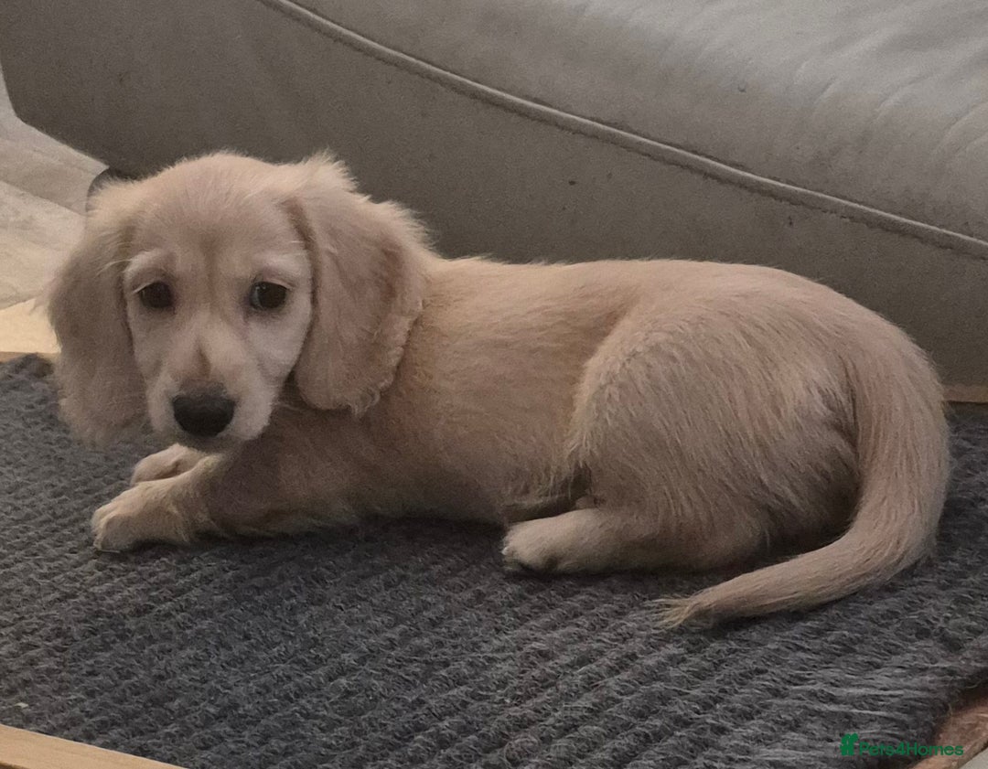 Miniature Dachshund dogs for sale: Miniature dachshunds Long haired cream KC reg  - Image 2