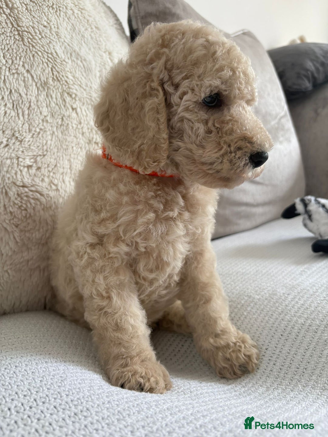 Standard Poodle dogs for sale: Stunning KC Standard Poodle Puppies for sale - Image 9