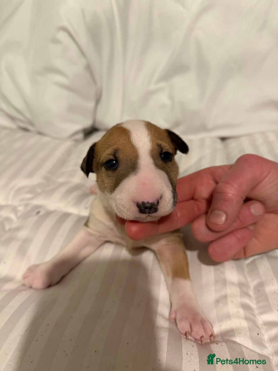 English Bull Terrier dogs for sale: English bull terriers 5 girls  - Advert 15