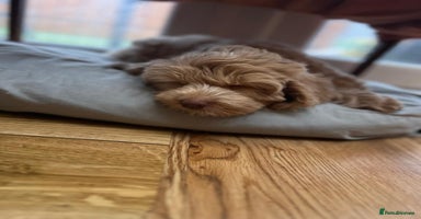 Labradoodle dogs - Advert 1