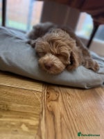 Labradoodle dogs - Advert 11