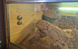 Bearded Dragon reptiles for sale: 5 year old bearded dragon with full set up. - Image 6