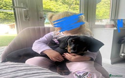 Dachshund dogs for sale: Dachshund  - Image 8