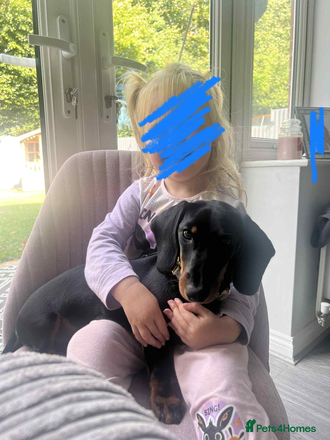 Dachshund dogs for sale: Dachshund  - Image 8