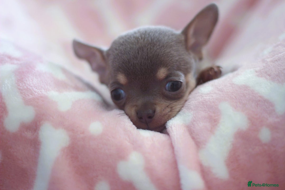 Chihuahua dogs for sale: Kc Registered Quality chihuahua puppies  - Image 9